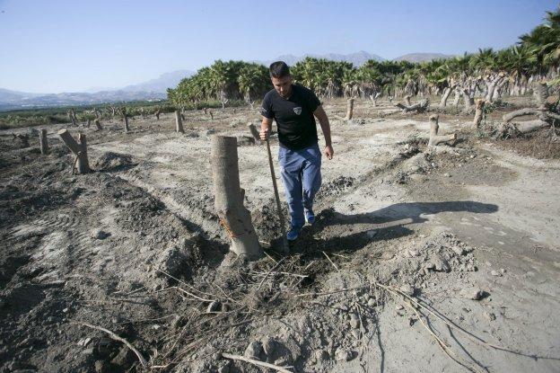 Miguel Fernández trasplanta los chirimoyos del MOT-21 en su finca de Lobres.