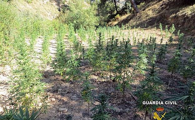 Detenidas dos personas e intervenidas 1.210 plantas de marihuana en Cabra del Santo Cristo