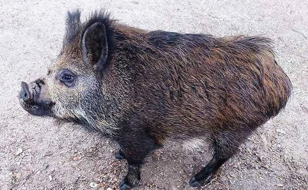 El 'cerdolí', una nueva especie invasora que supone una amenaza medioambiental en España