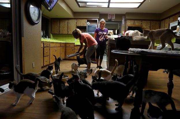 Herlinda Gutiérrez y Deanna Salamanca alimentan a los gatos en la cocina de la Cat House on The Kings en Perlier (condado de Fresno, California). 