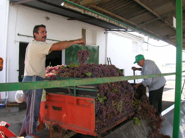 La producción vitivinícola de la provincia ha caído esta campaña más de un 40% debido a las adversas condiciones climatológicas registradas durante los últimos meses, temperaturas muy altas y ausencia de lluvia.