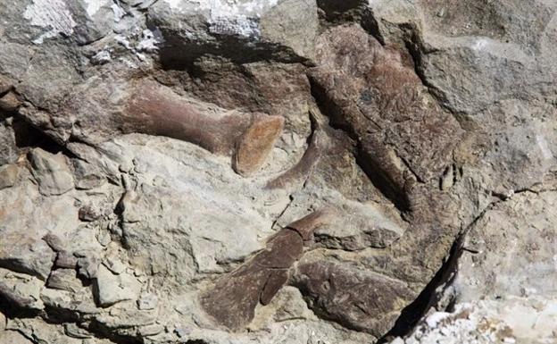 Descubren un esqueleto casi completo de tiranosuario con una edad de 76 millones de años