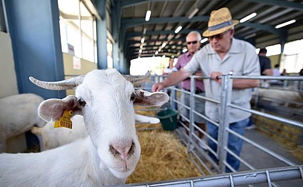 Jérez del Marquesado busca blindar sus tradiciones en su 175 Feria Ganadera