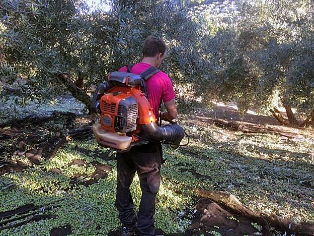 Verde. Agricultores recogiendo aceituna esta semana en un olivar de la comarca de Sierra Mágina.