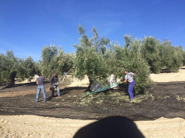 Aceituneros vareando un olivo en una finca en las inmediaciones de Bailén, en la pasada campaña.