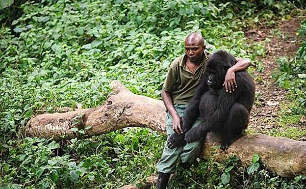 La desgarradora tristeza de un gorila tras ver a su madre asesinada por furtivos