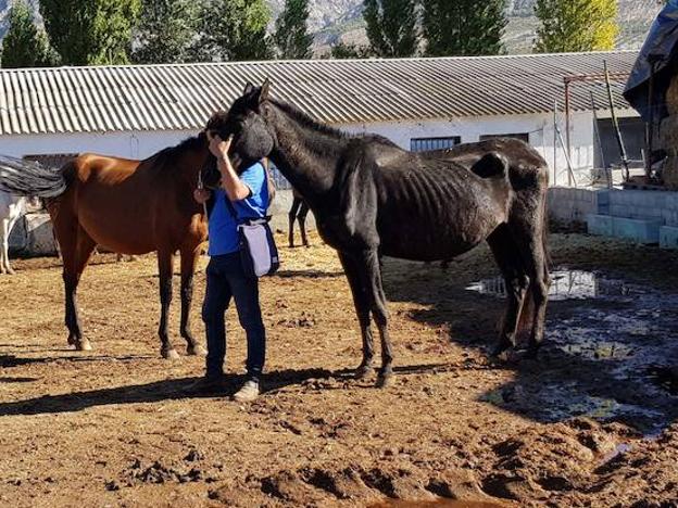 Aspecto de desnutrición que presentan algunos caballos de esta granja de Dúrcal.