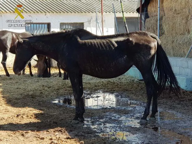 Uno de los caballos de los localizados en la granja de Dúrcal donde se encuentran los noventa equinos maltratados.