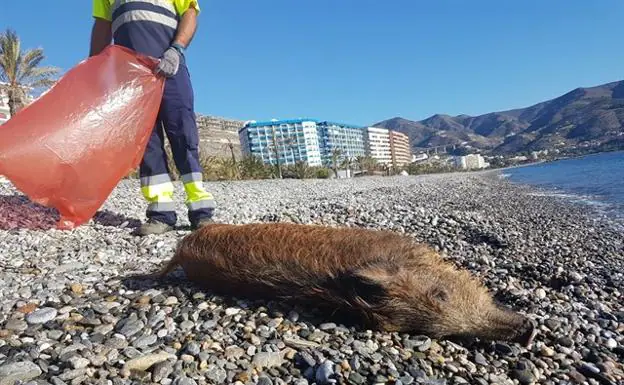El misterioso hallazgo de un jabalí muerto en la playa de Velilla de Almuñécar