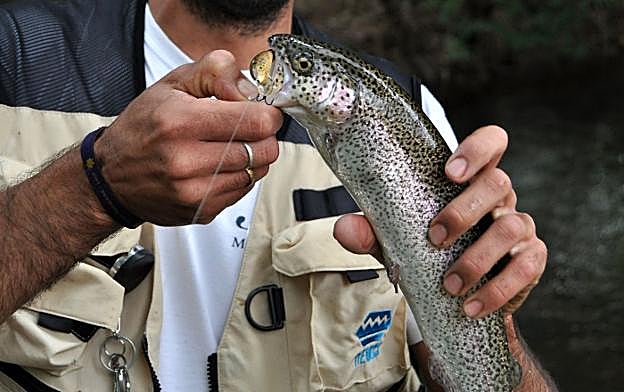 Un pescador le quita el anzuelo a una trucha recién pescada.