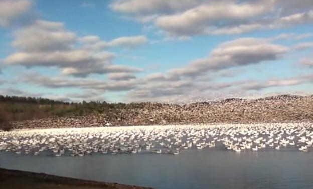 El impresionante momento en el que 10.000 gansos blancos alzan el vuelo