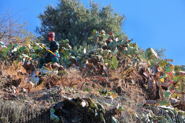 Un operario elimina masas de chumberas en los taludes de la cuesta del Rey Chico.