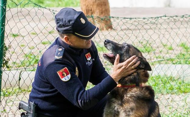¿Quieres adoptar un perro 'jubilado' de la Policía, las Fuerzas Armadas o los Bomberos?