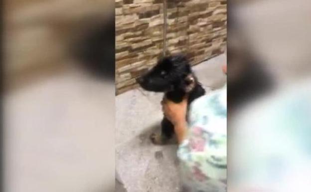 El triste caso de los cachorros que fueron tirados a un pozo de alquitrán