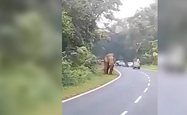 Un elefante mata a un hombre que se le acercó para hacerle una foto