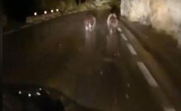 Indignación en la Red por el conductor que acosó a dos osos en una carretera de Cantabria