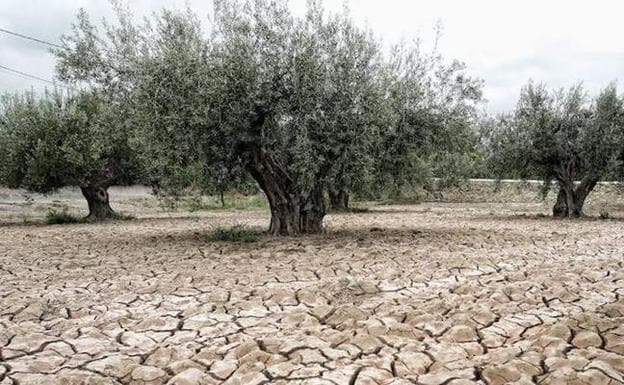 La CHG pide al fin al Gobierno que declare la sequía tras dos meses seguidos en emergencia