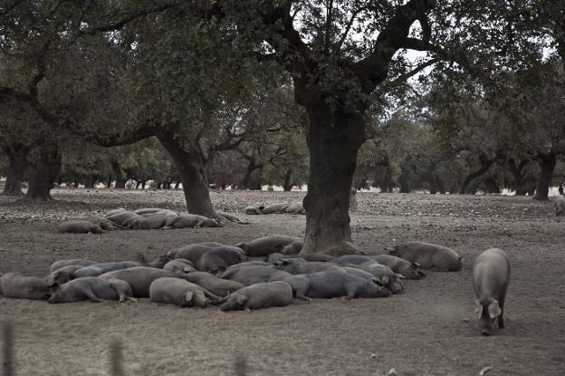 Cerdos de pata negra descansan bajo las encinas de Extremadura mientras disfrutan de la montanera, el engorde en libertad.