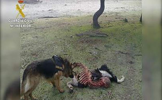 La Guardia Civil detiene a 16 personas por usar venenos para cazar zorros, lobos, conejos y jabalíes