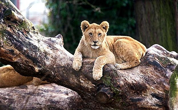 Dos zoológicos piden que se 'donen' mascotas para alimentar a sus animales