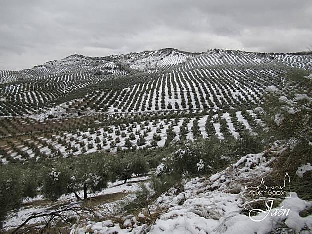 Paisaje de olivos cubierto de nieve, en una imagen tomada ayer desde Sierra Mágina.