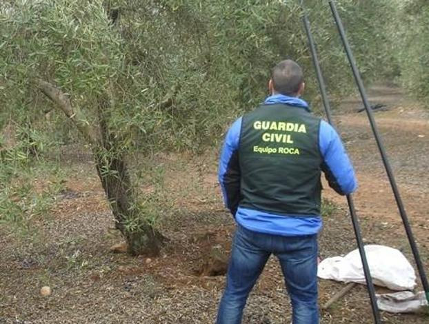 Tres detenidos por robar 20 toneladas de aceituna en la provincia de Jaén