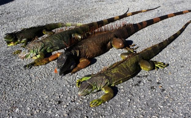 Ataques de iguanas descongeladas a humanos