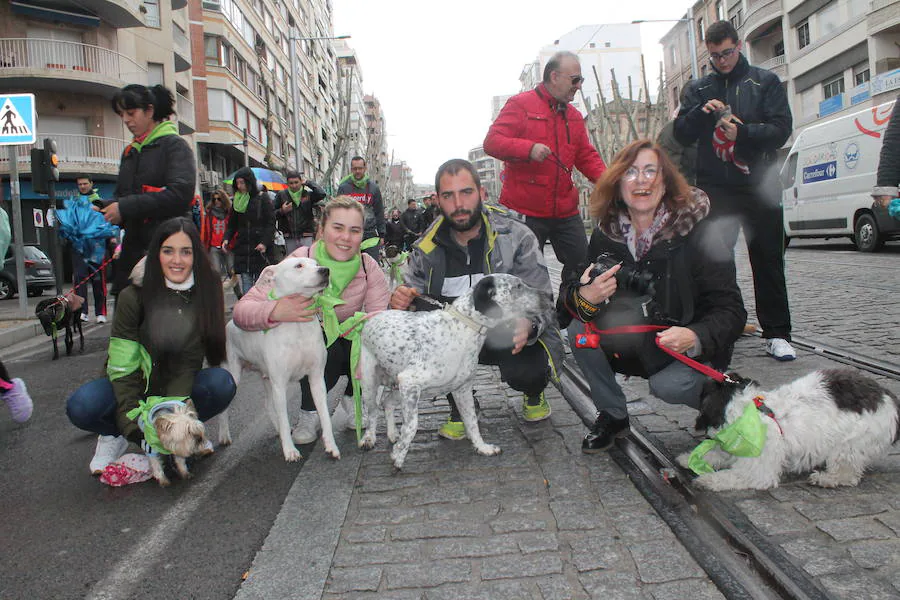 Buscan un hogar para estos perros