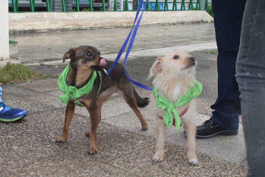 Buscan un hogar para estos perros