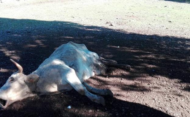 Una bandada de buitres hambrientos mata a una vaca y a su ternero que acababa de nacer