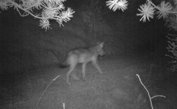 Este es el lobo que está atacando ovejas sin parar en España