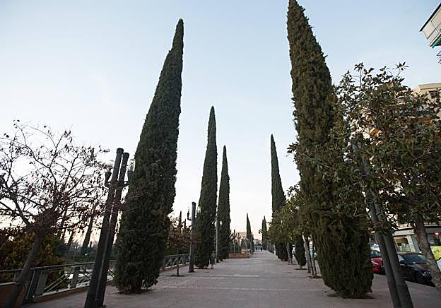 Cipreses, ayer, cerca del Parque Lorca.