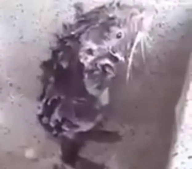 La sorprendente rata que se baña como los humanos