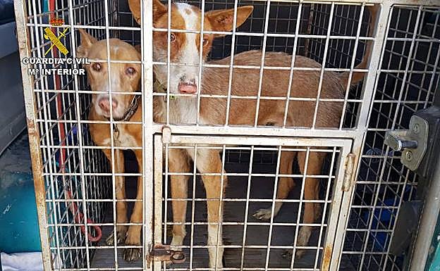 Dos personas investigadas por la sustracción de 6 perros de caza valorados en unos 3.000 euros
