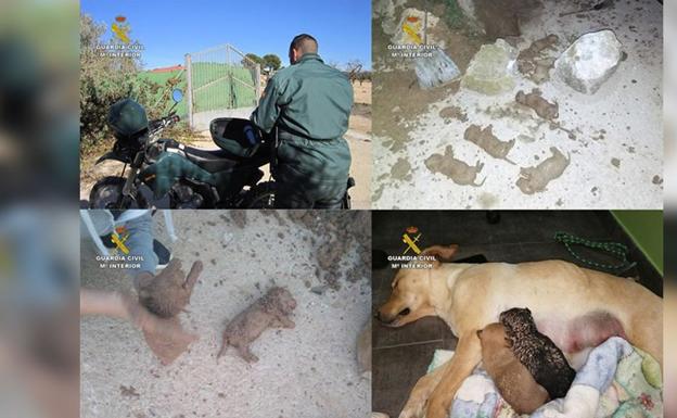 Tres personas sepultan vivos a nueve cachorros en una finca de Murcia