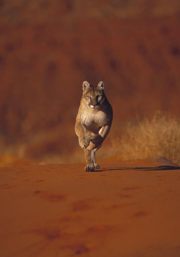 Desaparece el puma americano