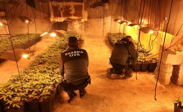 Ocho detenidos con 2.532 plantas de marihuana en Granada