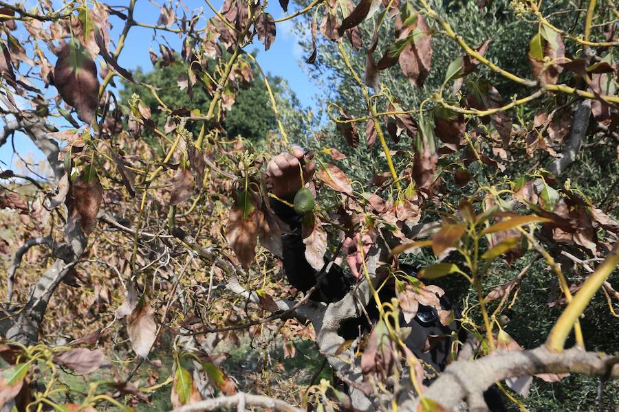 Los agricultores reclaman medidas extraordinarias como la recarga del acuífero para salvar las 4.800 hectáreas de subtropicales sexitanas