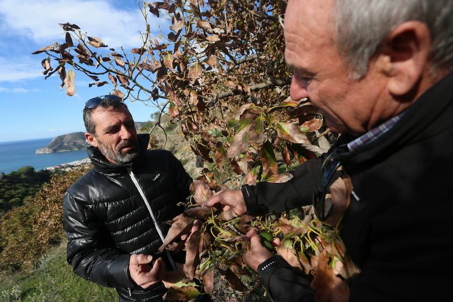 Los agricultores reclaman medidas extraordinarias como la recarga del acuífero para salvar las 4.800 hectáreas de subtropicales sexitanas