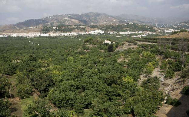 Regadío en la zona de Río Verde. 