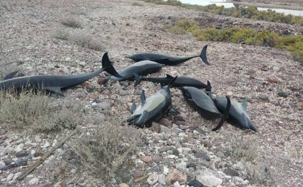 Encuentran más de 50 delfines varados en una playa