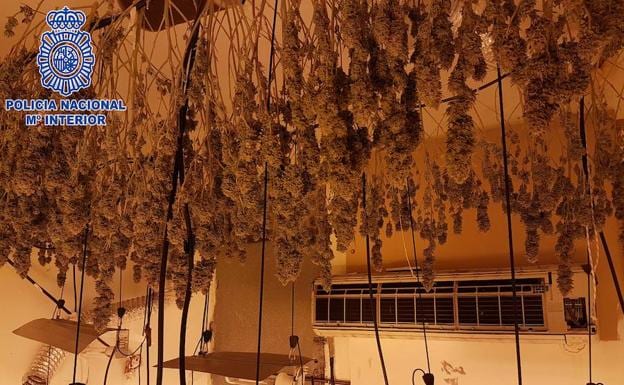 Desarticulado en Almería un grupo supuestamente dedicado a la plantación, preparación y distribución de marihuana