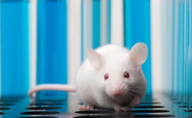Logran eliminar tumores de colon avanzados y metástasis en ratones