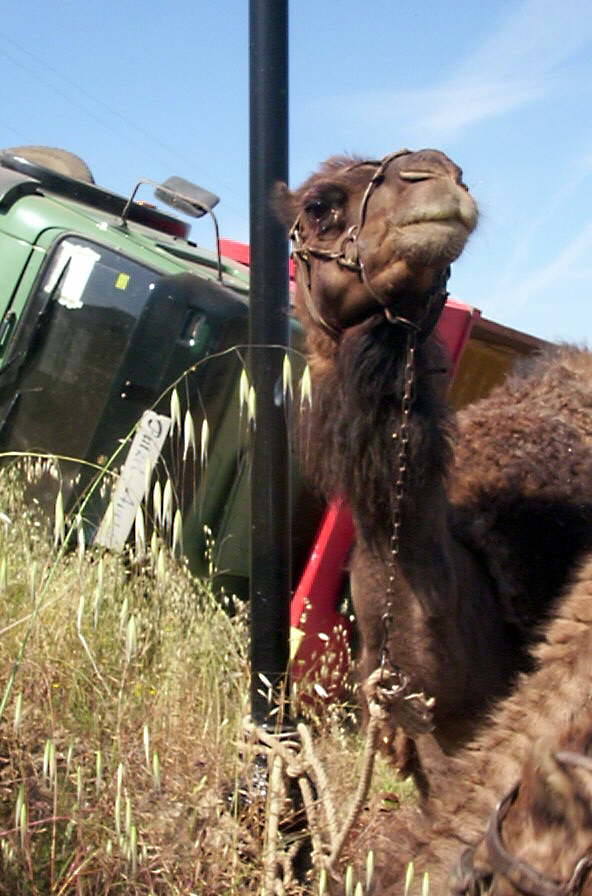 Jabalíes, vacas, turones, camellos, tigres, leones... Historias muy variopintas protagonizadas por animales que tuvieron lugar en Granada