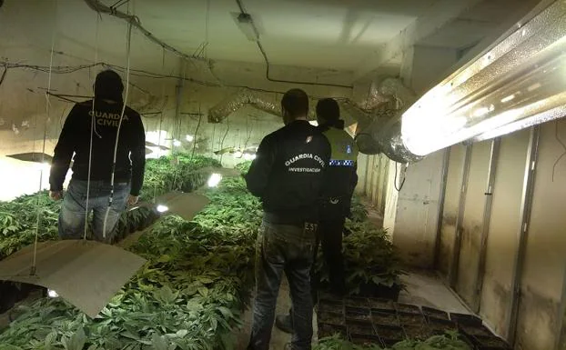 Descubren más de 1.700 plantas de marihuana en Santa Fe y Loja