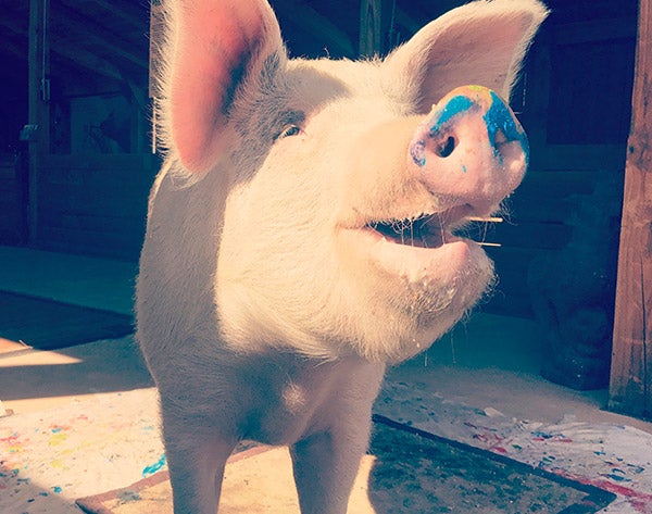 El animal rescatado de una granja industrial acude inaugura su exposición 'Oink!' y cuenta con su propia galería de arte