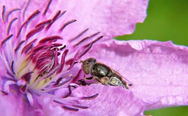 Desarrollan en la UJA un sistema que detecta pesticidas en polen y néctar