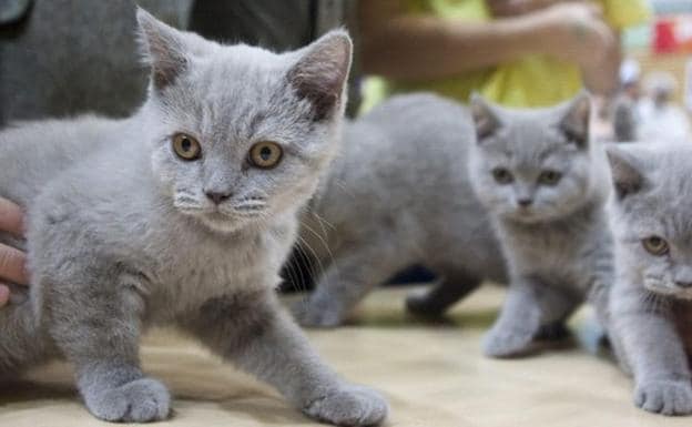 Envenenan a 5 gatos de su vecina con bolitas de carne tóxicas y acaban condenados