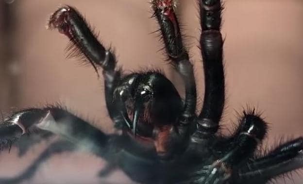 La araña gigante venenosa que puede matarte en 15 minutos