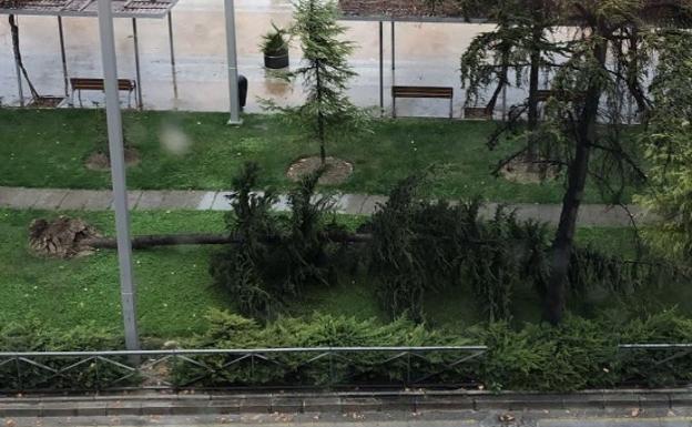 Una turista herida y ocho coches dañados por la caída de árboles y ramas